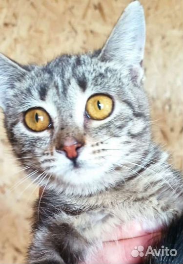 Девчушка подросток