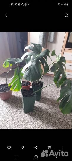 Многолетние растения