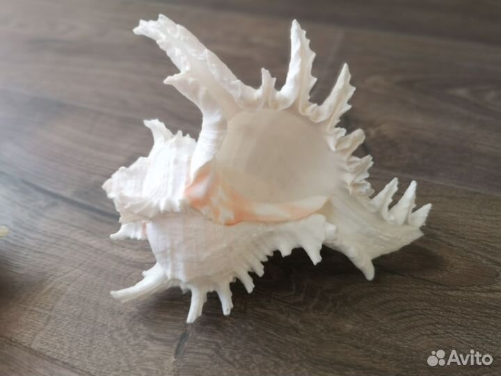 Морская ракушка (большая)