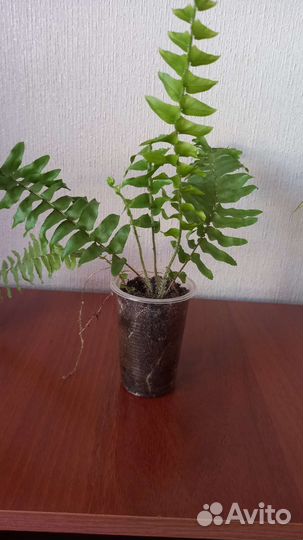 Папоротник нефролепис