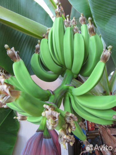 Банан плодоносящий комнатный