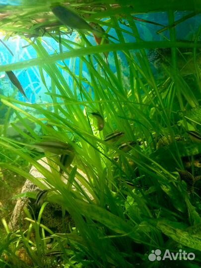 Пельвикахромис