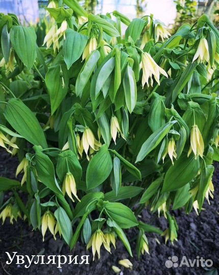 Многолетники садовые