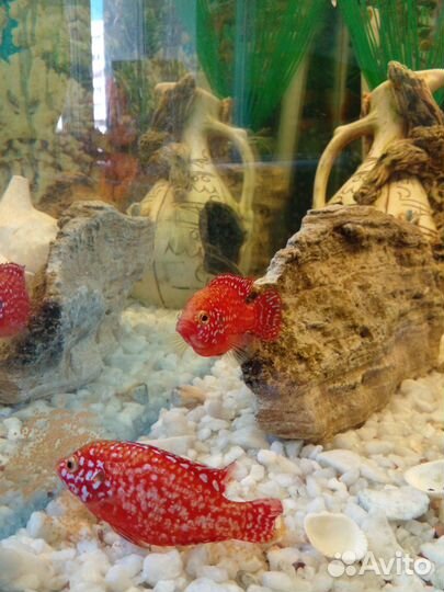 Аквариум 300л, угловой, полный комплект