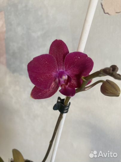 Орхидея фаленопсис