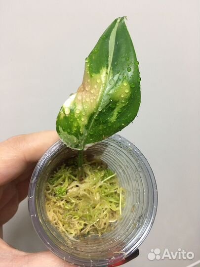 Фатсхедера