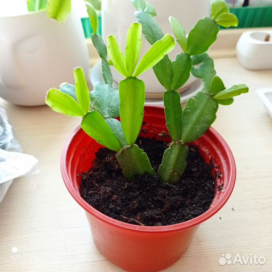 Спатифиллум