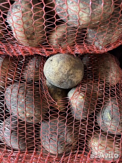 Продам картофель