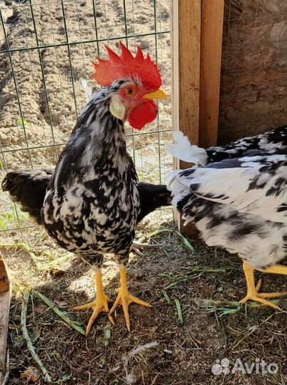 Петухи леггорн долматинец