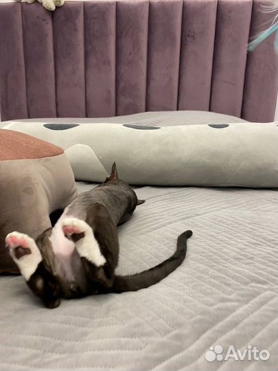 Девон-рекс котенок