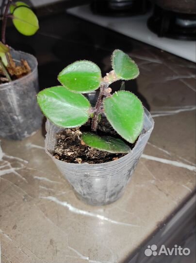 Эсхинантус