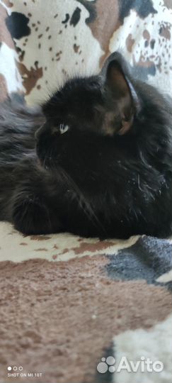 Кошечка в добрые руки