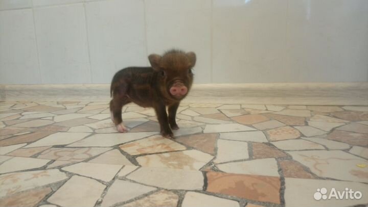 Цирковые артисты и дрессированные животные