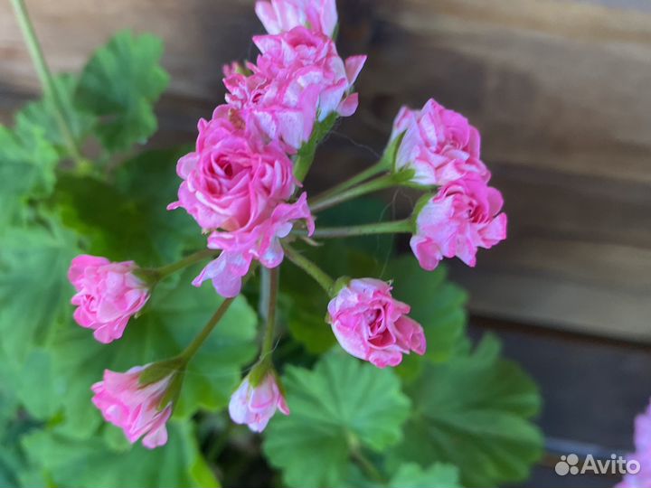 Пеларгония герань срезки,взрослые кусты