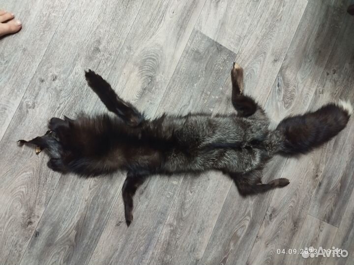 Лиса чернобурка