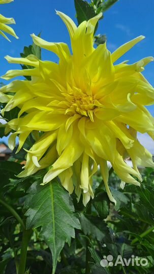 Махровый георгин