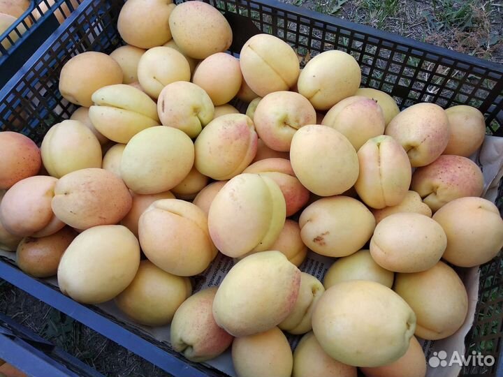 Черенки для прививки (абрикос, яблоня, слива)