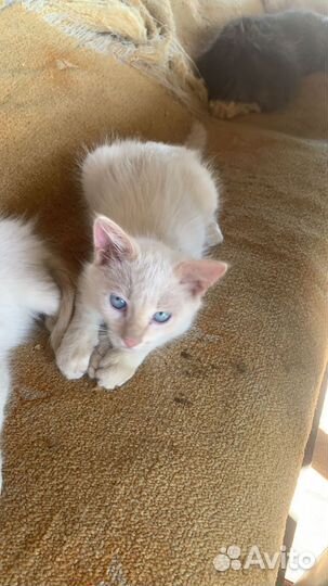 Помогите с пристройством