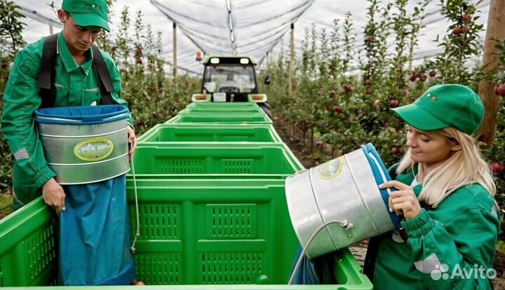 Требуется Разнорабочий по сборке яблок