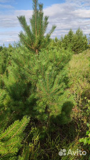 Деревья крупномеры