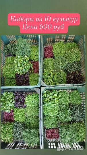 Микрозелень