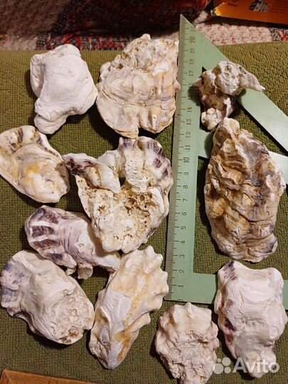 Раковины Северного моря