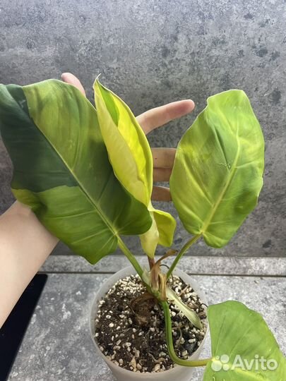 Филодендроны