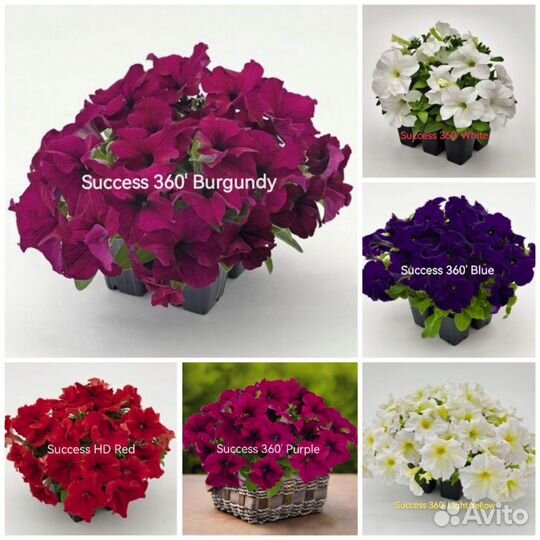 Петуния кустовая и ампельная