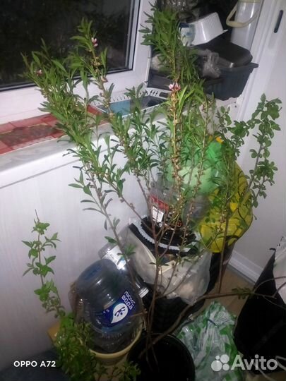 Миндаль декоративный