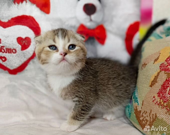 Шотландский котёнок