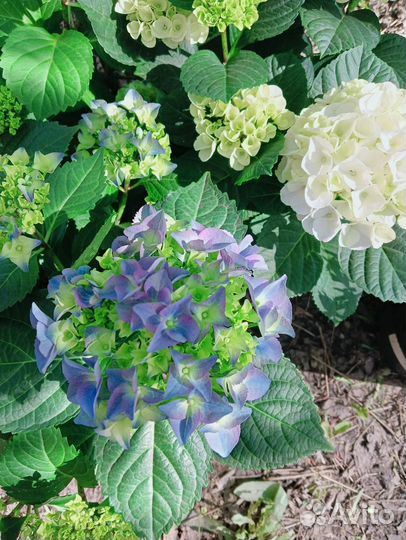 Гортензия крупнолистная