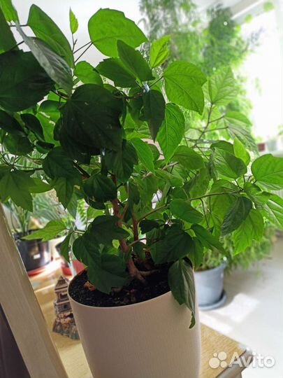 Комнатные растения