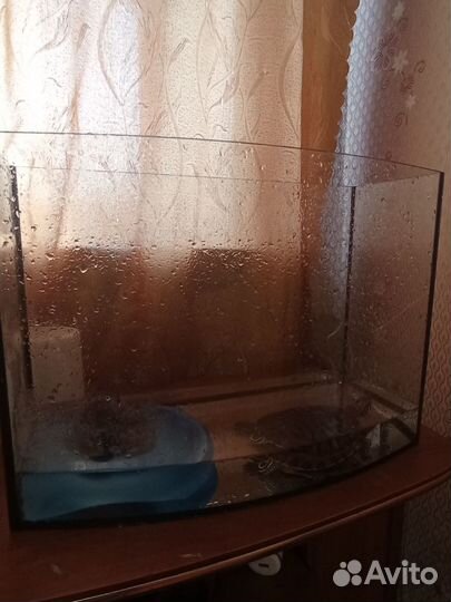 Красноухая черепаха бесплатно