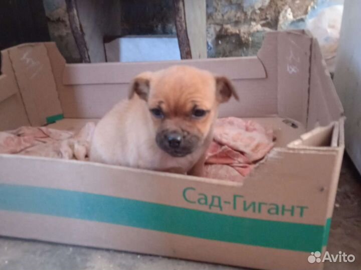 Отдам девочку 2,5 месяца