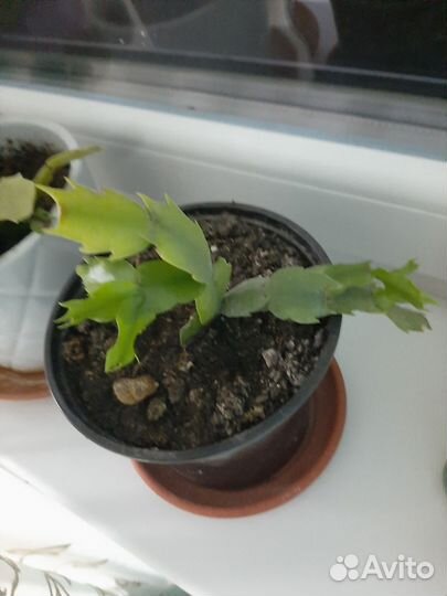 Декабрист (шлюмбергера)