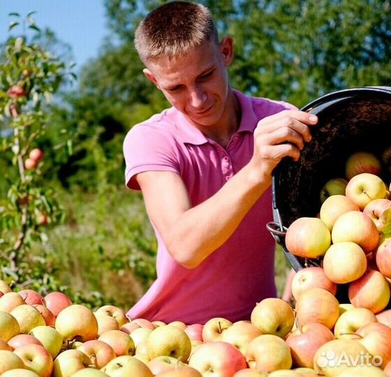 Работник по сборке яблок с проживанием