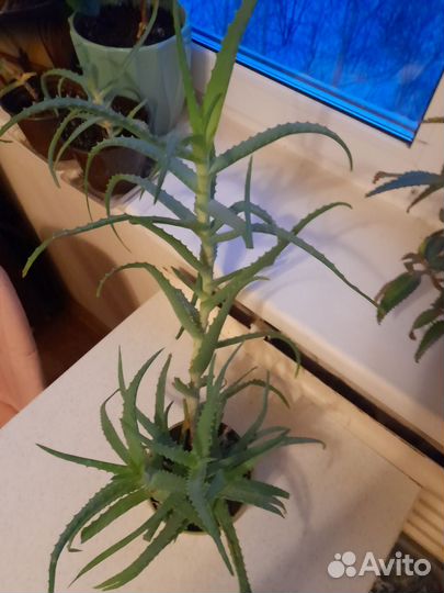 Алоэ вера лечебный цветок