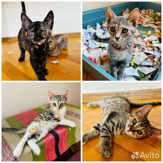 Котята ищут семью