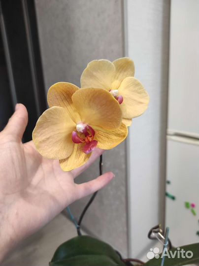 Орхидея фаленопсис