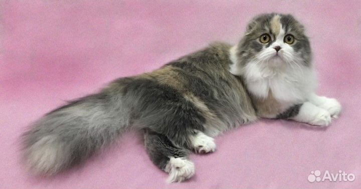 Кошечки ищут дом