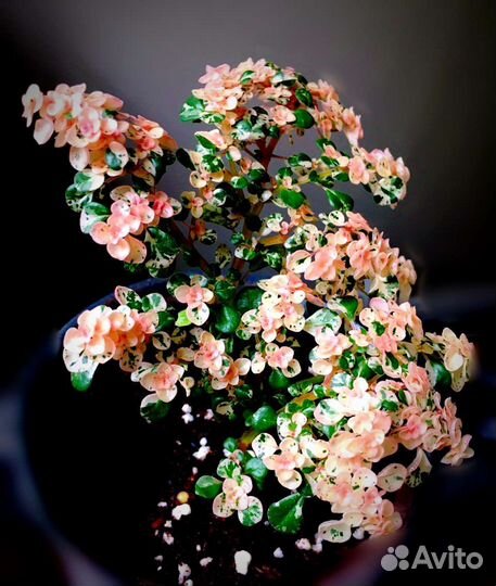 Пилея мшистая 2 сорта