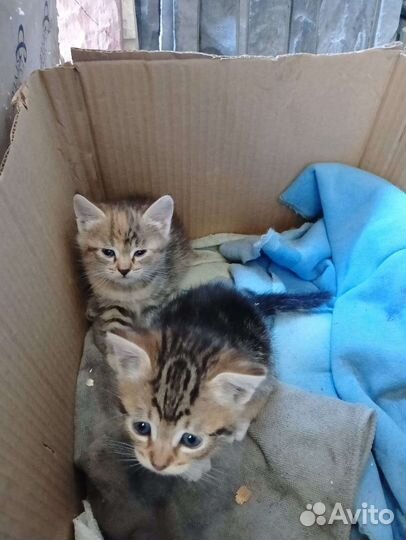 Котята в добрые руки