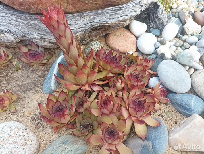 Молодило кровельное (Sempervivum tektorum)