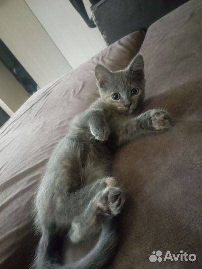 Одам кошачку