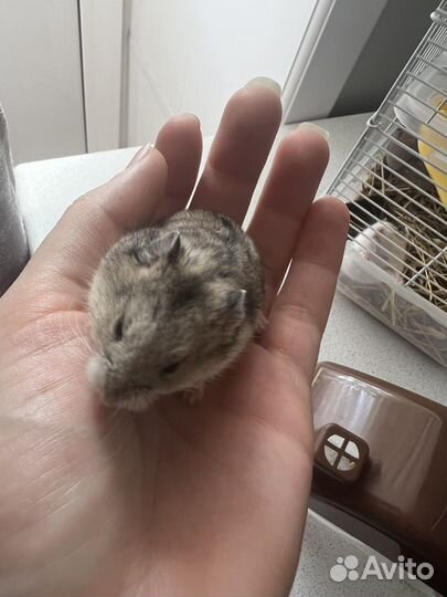 Джунгарские хомяки 2 шт с клеткой