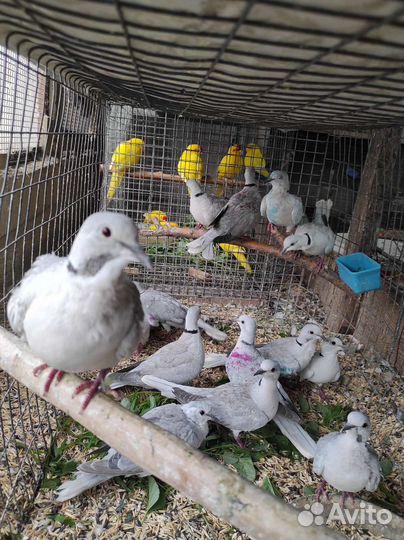 Дутыши. Касаны. Горлицы