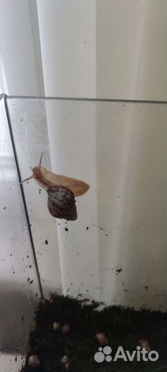 Улитки ахатины