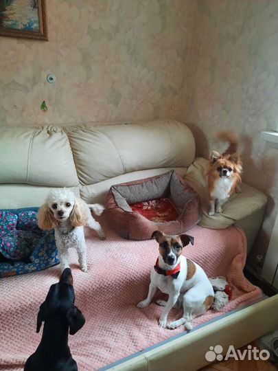 Зооняня. Передержка животных