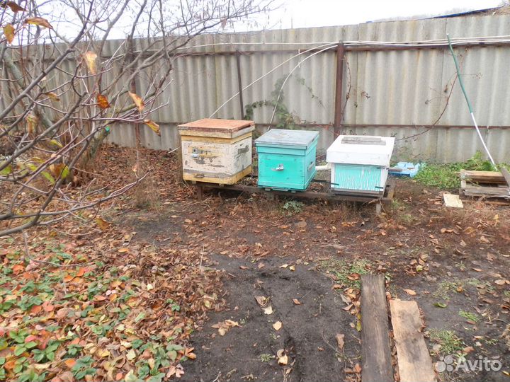 Продажа пчел