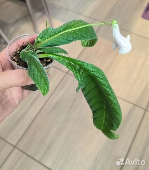 Стрептокарпусы